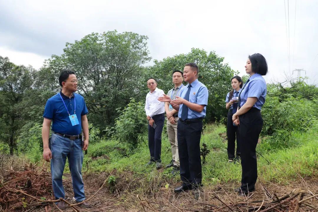 【公益诉讼】九龙坡：“毒草丛”变“希望田”，政协提案与检察建议双向衔接共护耕地安全