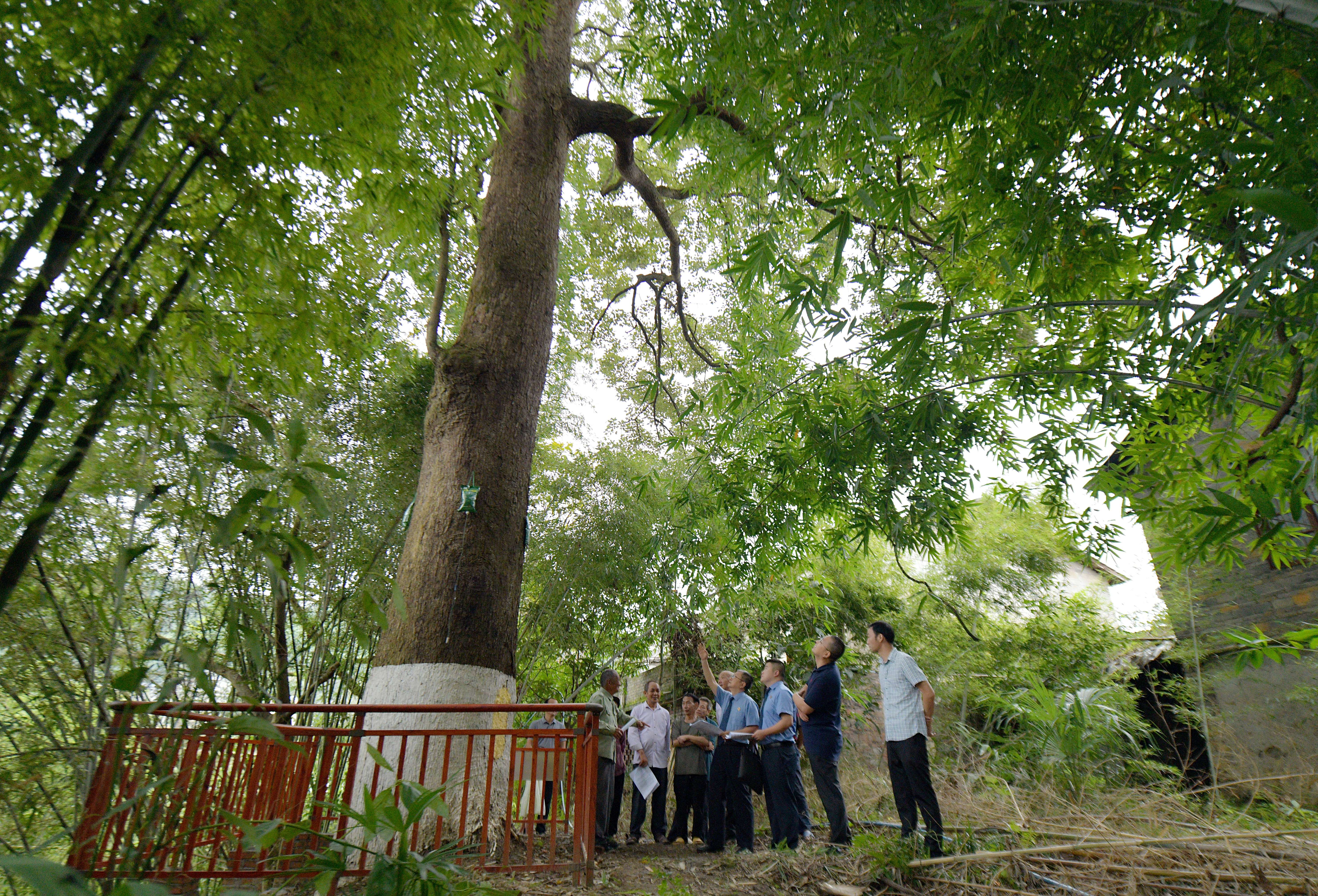 綦江：法润古树 检护民生（组图）